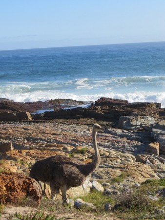 Wilde struisvogels op Cape Point