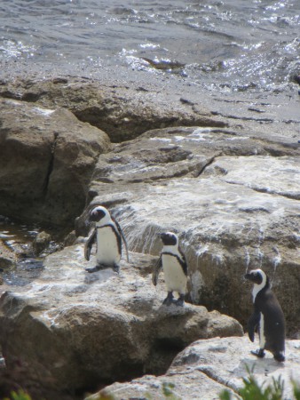 Pinguins in Simonstown, 22 maart