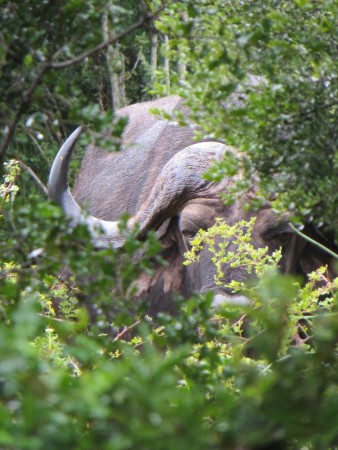 Buffel, een van de big five!