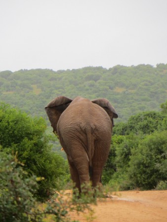 Olifantjes! Nummer twee van de big five