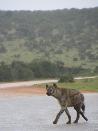 Hyena